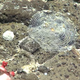 Sea snail eggs